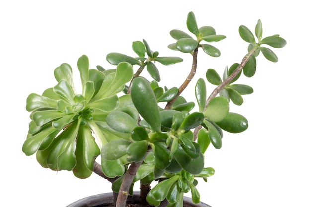 Crassula ovata sukkulente Pflanze