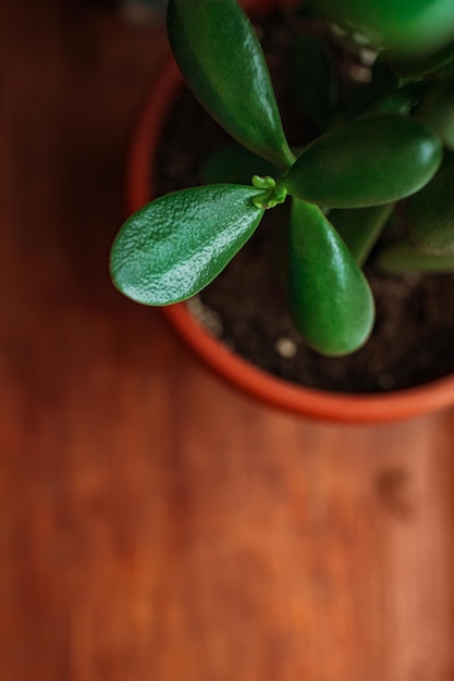 Crassula-Pflanze auf einem hölzernen Hintergrund