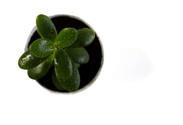 Crassula suculenta verde brillante con gotas de agua en una olla aislada sobre fondo blanco con copyspace