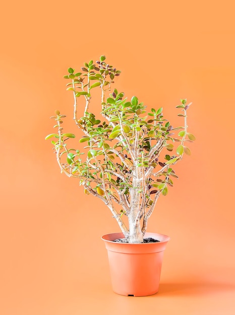 Crassula-Zimmerpflanze, die im Blumentopf wächst