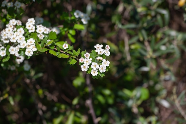 Crataegus monogyna conocido como espino común o espino de semilla o espino de una sola semilla