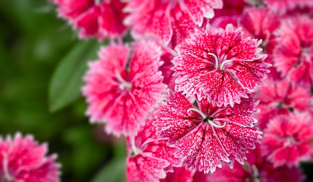 Cravina Dianthus chinensis Blumen