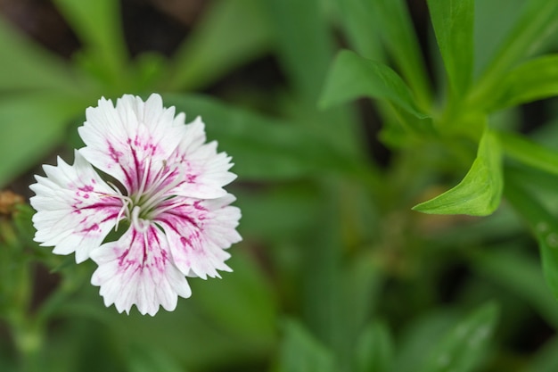 Cravina Dianthus chinensis Blumen