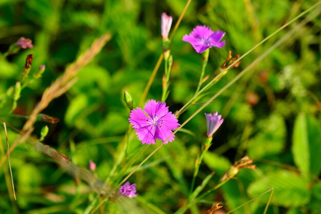 cravo rosa isolado em fundo verde em dia ensolarado