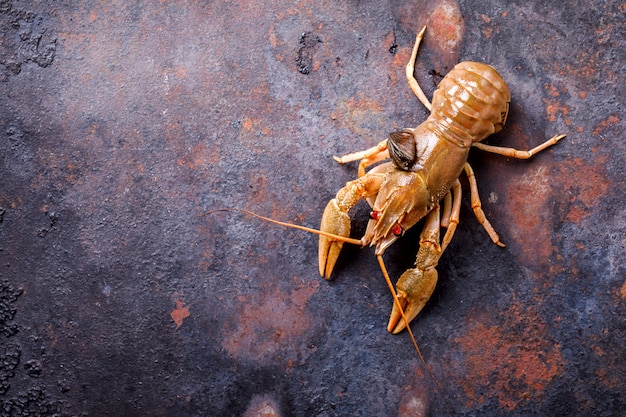 Crayfish Raw, Baby Hummer. Hintergrund Meeresfrüchte.