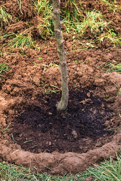 Creación de un estanque alrededor de un tronco de árbol recién plantado para facilitar el riego