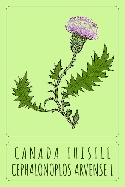 Foto creado utilizando ia generativa ilustración de creeping thistle nombre latino cirsium arvense l