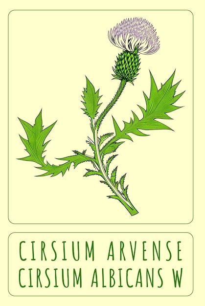 Foto creado utilizando ia generativa ilustración de creeping thistle nombre latino cirsium arvense l