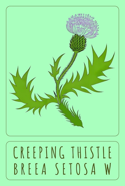 Foto creado utilizando ia generativa ilustración de creeping thistle nombre latino cirsium arvense l