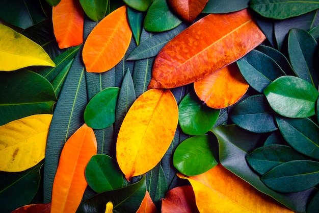 Foto creativas hermosas hojas coloridas en otoño para el fondo y el telón de fondo