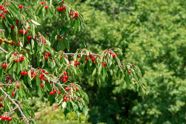 Crece cereza en la rama, cereza roja madura.