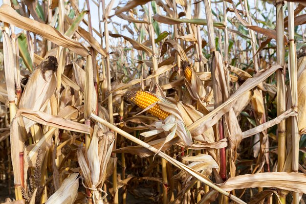 Crece mazorcas de maíz maduras que están listas para la cosecha, primer plano de la temporada de otoño, pequeña profundidad de campo