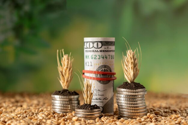 Crecer dinero en el suelo con espiguillas de trigo maduras Concepto de negocio y agricultura éxito financiar Agricultura planta siembra creciente concepto de paso en el jardín