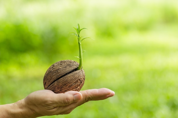 creciendo árbol en mano sobre fondo verde