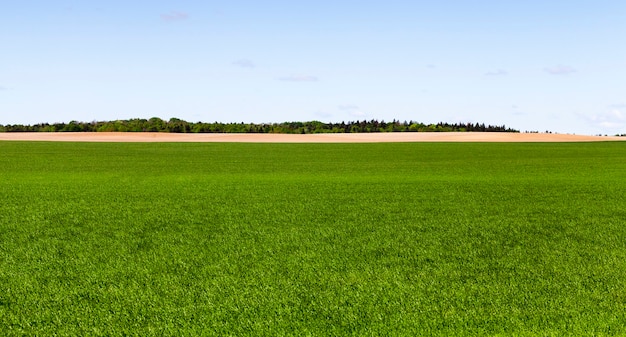 Creciendo en el campo de cereales verdes y bosque en el horizonte, un paisaje primaveral en tierras agrícolas con un cielo azul