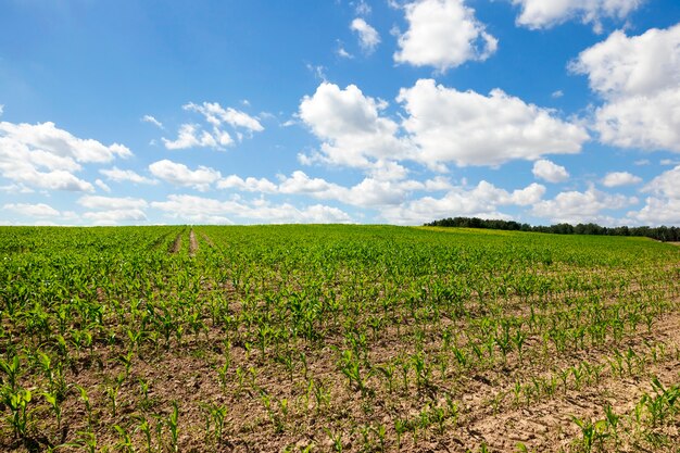 Foto creciendo en el campo de maíz verde en las filas. primer plano de la foto. suelo sobre un cielo azul con nubes