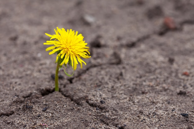 Creciendo flor amarilla