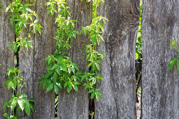 Creciendo a través de una vieja planta de valla