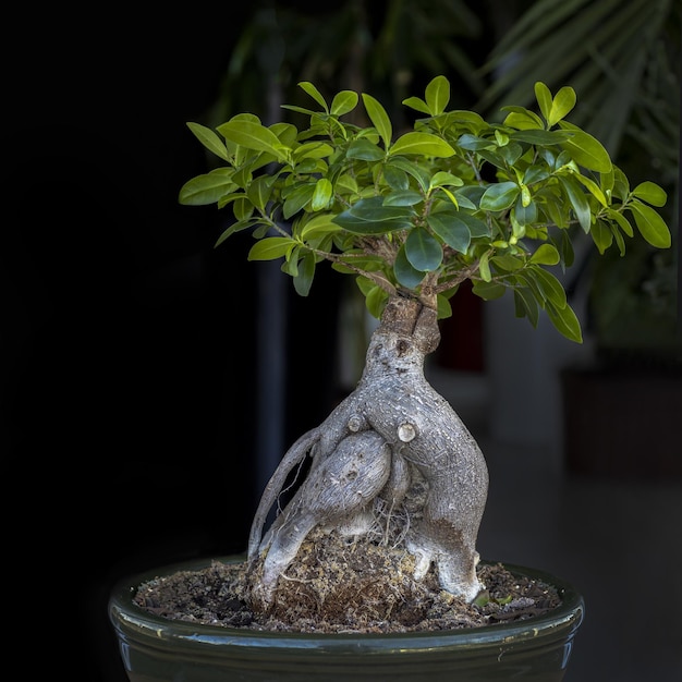 Creciente árbol ficus bonsai