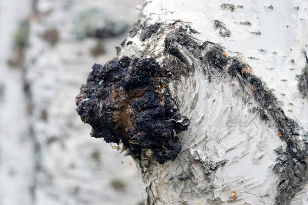 Un crecimiento en el abedul - chaga de hongos medicinales.