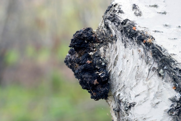 Un crecimiento en el abedul - chaga de hongos medicinales.