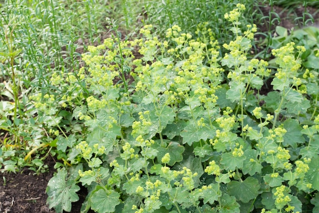 Crecimiento de alquimilla en jardín