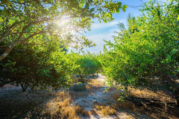 Crecimiento de árboles de limones verdes en el estanque de cemento en un jardín de cítricos con un brillante cielo azul de la tarde en tailandia