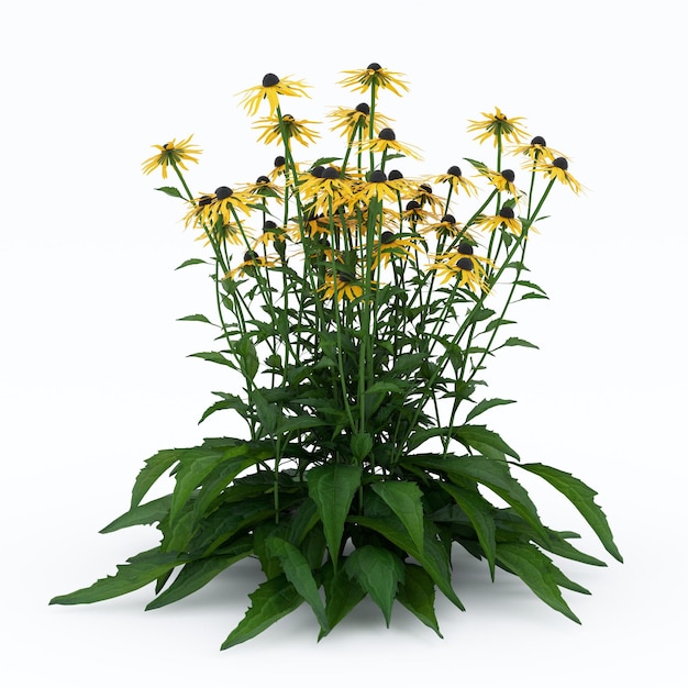 Crecimiento de arbusto con flores de margaritas amarillas aisladas en un fondo blanco renderizado en 3D