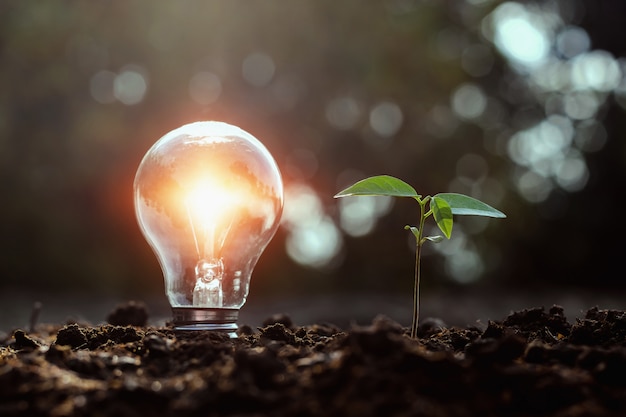 Crecimiento de la bombilla y del pequeño árbol en suelo con puesta del sol. concepto de energía solar