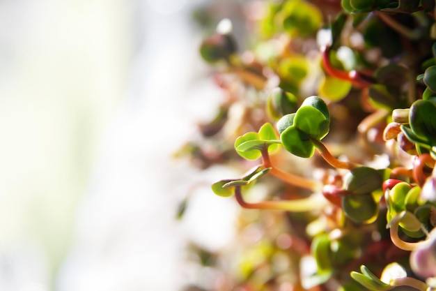 Crecimiento de brotes orgánicos verdes