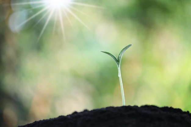 Crecimiento de brotes de plantas jóvenes pequeñas