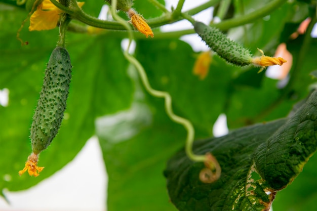 El crecimiento y la floración de los pepinos verdes de invernadero.