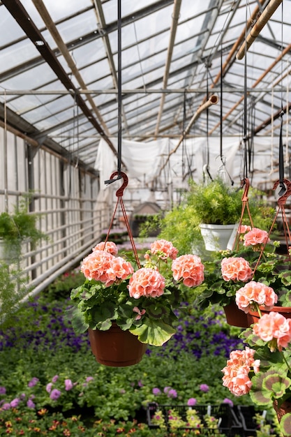 Crecimiento de geranio en invernadero moderno hermosa flor rosa en maceta colgar debajo del techo del invernadero