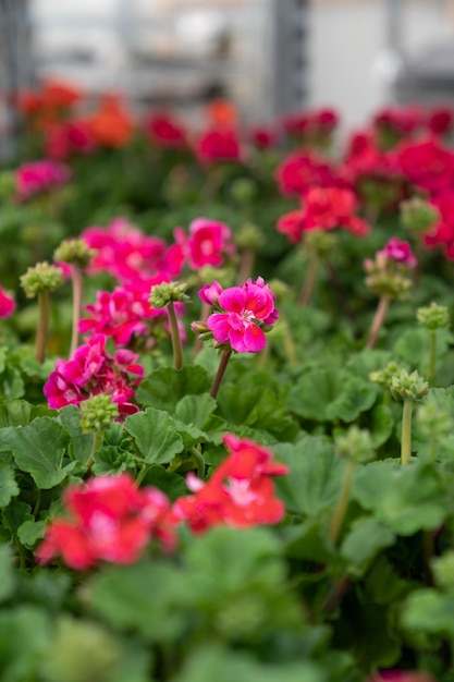 Crecimiento de geranio en invernadero moderno hermoso techo de flores rojas de invernadero