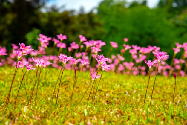 Crecimiento de Glower en el jardín.