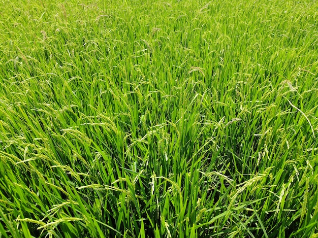 Crecimiento de la granja del campo del arroz verde y brillante en la agricultura del campo de Tailandia