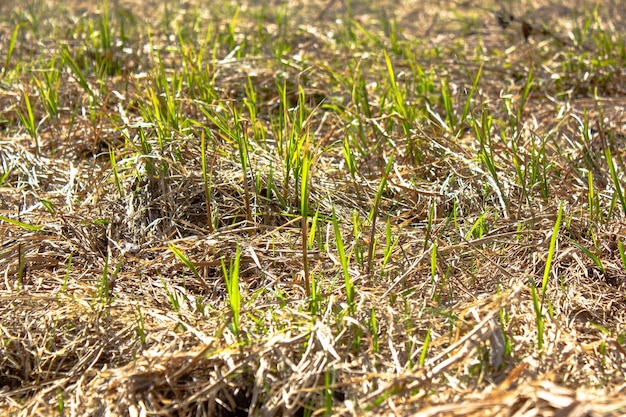 Crecimiento de la hierba Hierba verde joven Los primeros brotes de hierba