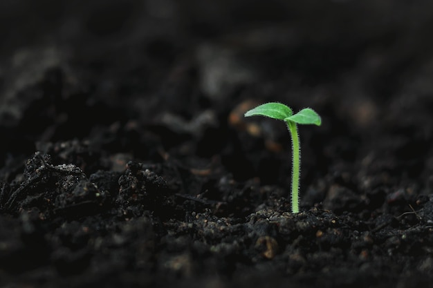 Crecimiento de la planta de cannabis en el suelo.