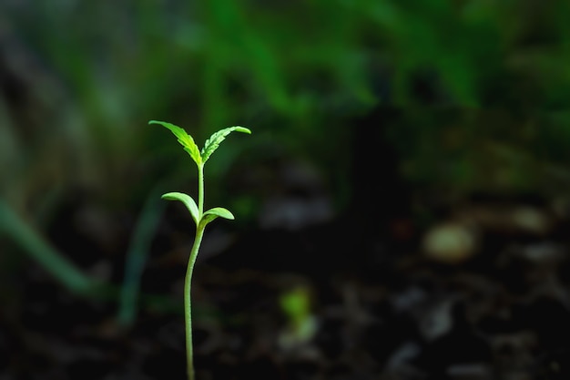 Foto crecimiento de la planta de cannabis en el suelo.