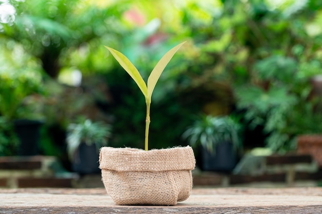 Crecimiento de la plantación de árboles, amor por la naturaleza.