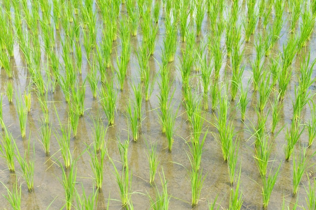 Crecimiento de plantas de brotes de arroz en el campo de arroz