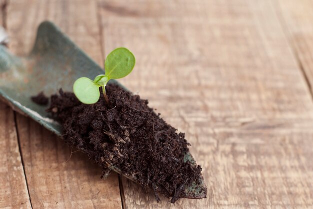 Crecimiento de las plantas jóvenes en el suelo. Primavera de jardinería.