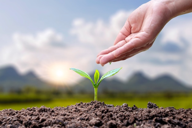 El crecimiento de las plantas o la germinación de semillas y las manos regando las plantas sobre fondo verde borroso de la naturaleza.