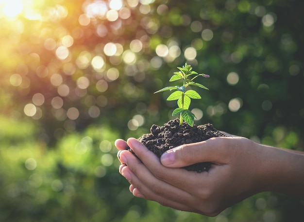 El crecimiento de plantas en el suelo con ambas manos.