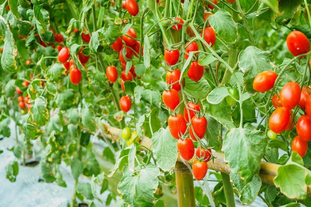 Crecimiento de plantas de tomates rojos maduros frescos en invernadero orgánico listo para cosechar