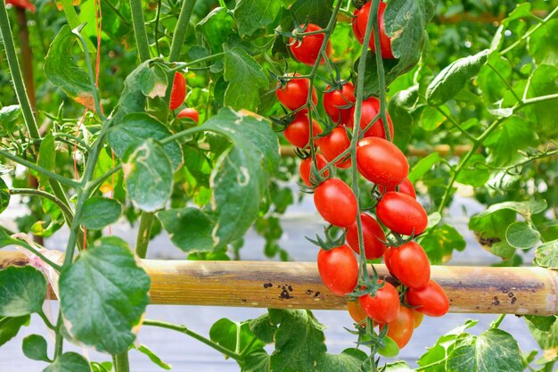 Crecimiento de plantas de tomates rojos maduros frescos en invernadero orgánico listo para cosechar