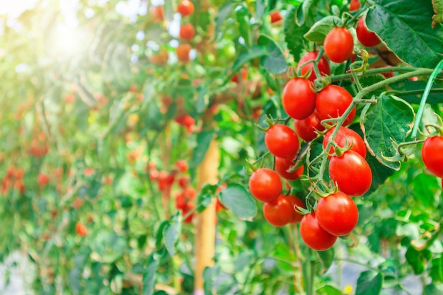 Crecimiento de plantas de tomates rojos maduros frescos en invernadero orgánico listo para cosechar