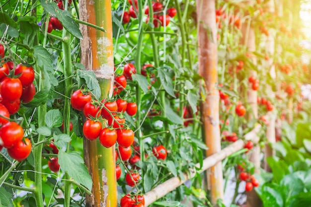 Crecimiento de plantas de tomates rojos maduros frescos en un jardín de invernadero orgánico listo para cosechar