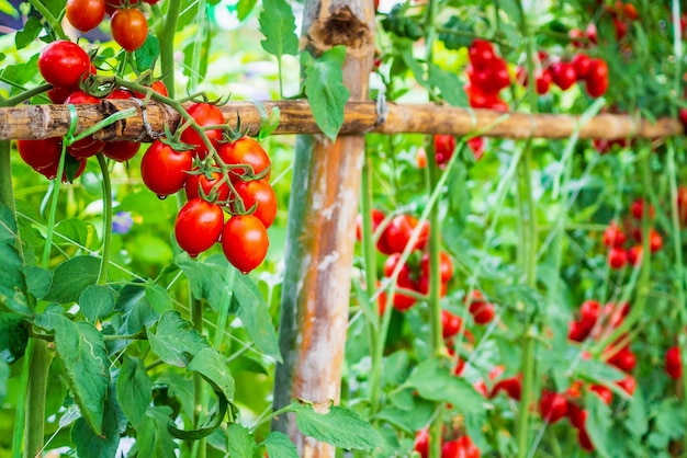 Crecimiento de plantas de tomates rojos maduros frescos en un jardín de invernadero orgánico listo para cosechar