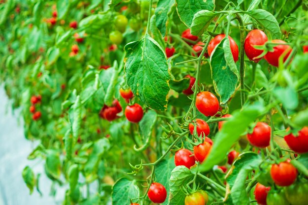 Crecimiento de plantas de tomates rojos maduros frescos en un jardín de invernadero orgánico listo para cosechar